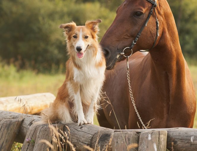 Why Dogs LOVE Living on the Farm