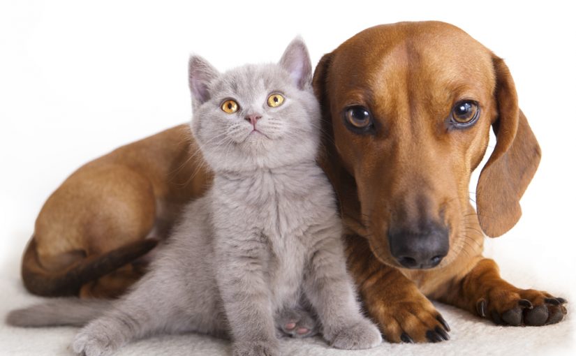 Helping your Cat and Dog Get Along