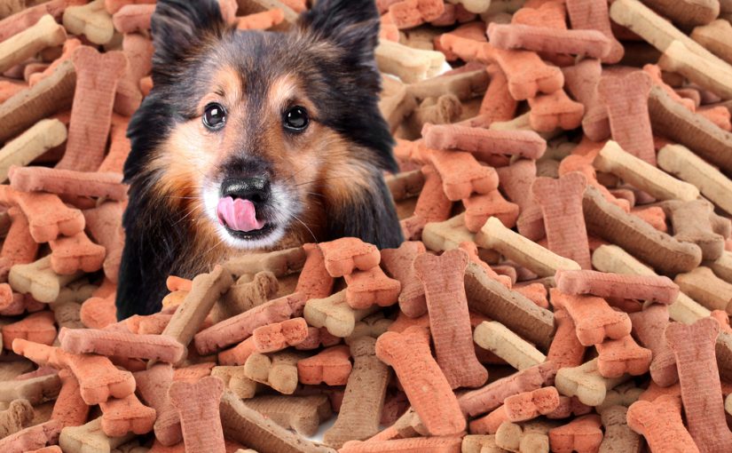 Sheltie peeking over large mound of dog bone shaped treats or biscuits while licking his nose